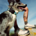 Fi Ultra Review: Is The First Starlink-Powered Pet Tracker Worth It?